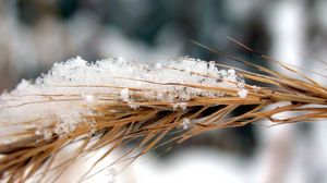 Preview wallpaper rye, snow, wind