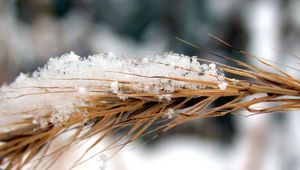 Preview wallpaper rye, snow, wind