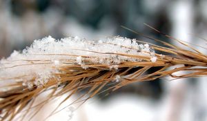 Preview wallpaper rye, snow, wind