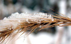 Preview wallpaper rye, snow, wind