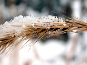 Preview wallpaper rye, snow, wind