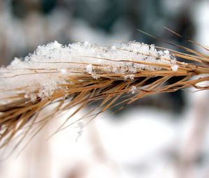 Preview wallpaper rye, snow, wind