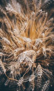 Preview wallpaper rye, spikelets, dry, seeds, cereals