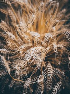 Preview wallpaper rye, spikelets, dry, seeds, cereals