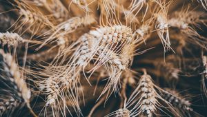 Preview wallpaper rye, spikelets, dry, seeds, cereals