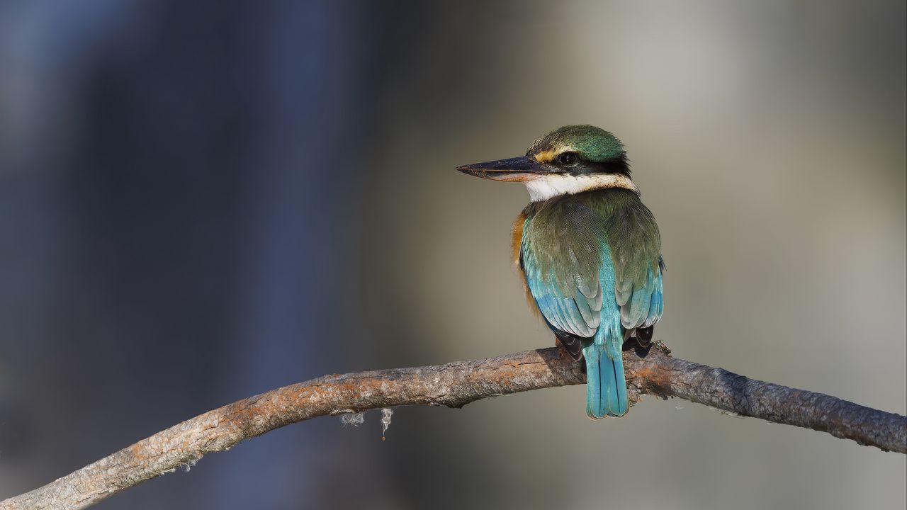 Wallpaper sacred kingfisher, bird, beak, branch