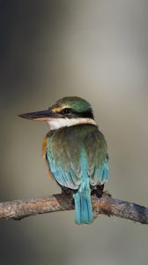 Preview wallpaper sacred kingfisher, bird, beak, branch