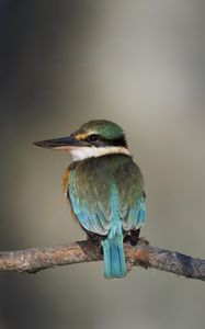 Preview wallpaper sacred kingfisher, bird, beak, branch