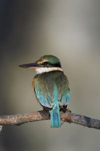 Preview wallpaper sacred kingfisher, bird, beak, branch