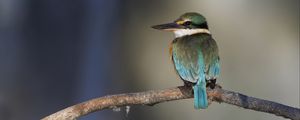 Preview wallpaper sacred kingfisher, bird, beak, branch