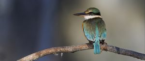 Preview wallpaper sacred kingfisher, bird, beak, branch