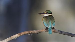 Preview wallpaper sacred kingfisher, bird, beak, branch