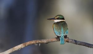 Preview wallpaper sacred kingfisher, bird, beak, branch