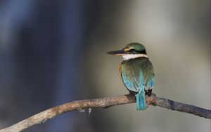 Preview wallpaper sacred kingfisher, bird, beak, branch