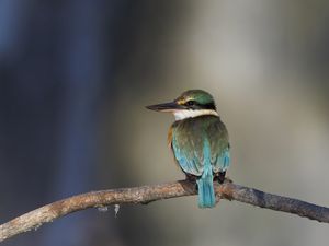 Preview wallpaper sacred kingfisher, bird, beak, branch