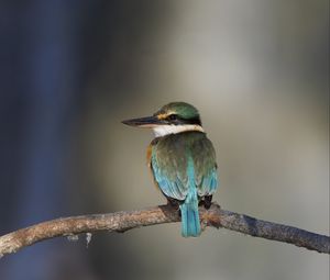 Preview wallpaper sacred kingfisher, bird, beak, branch