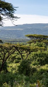 Preview wallpaper safari, bushes, hills, grass, branches