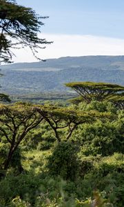 Preview wallpaper safari, bushes, hills, grass, branches