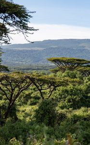 Preview wallpaper safari, bushes, hills, grass, branches