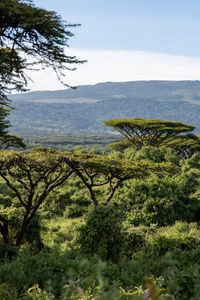 Preview wallpaper safari, bushes, hills, grass, branches