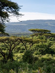 Preview wallpaper safari, bushes, hills, grass, branches