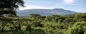 Preview wallpaper safari, bushes, hills, grass, branches