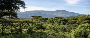 Preview wallpaper safari, bushes, hills, grass, branches