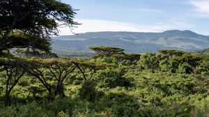 Preview wallpaper safari, bushes, hills, grass, branches