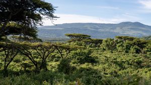 Preview wallpaper safari, bushes, hills, grass, branches