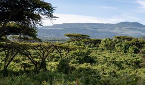 Preview wallpaper safari, bushes, hills, grass, branches