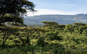 Preview wallpaper safari, bushes, hills, grass, branches