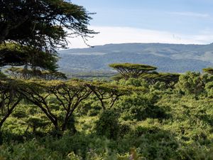 Preview wallpaper safari, bushes, hills, grass, branches