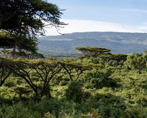 Preview wallpaper safari, bushes, hills, grass, branches