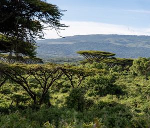 Preview wallpaper safari, bushes, hills, grass, branches