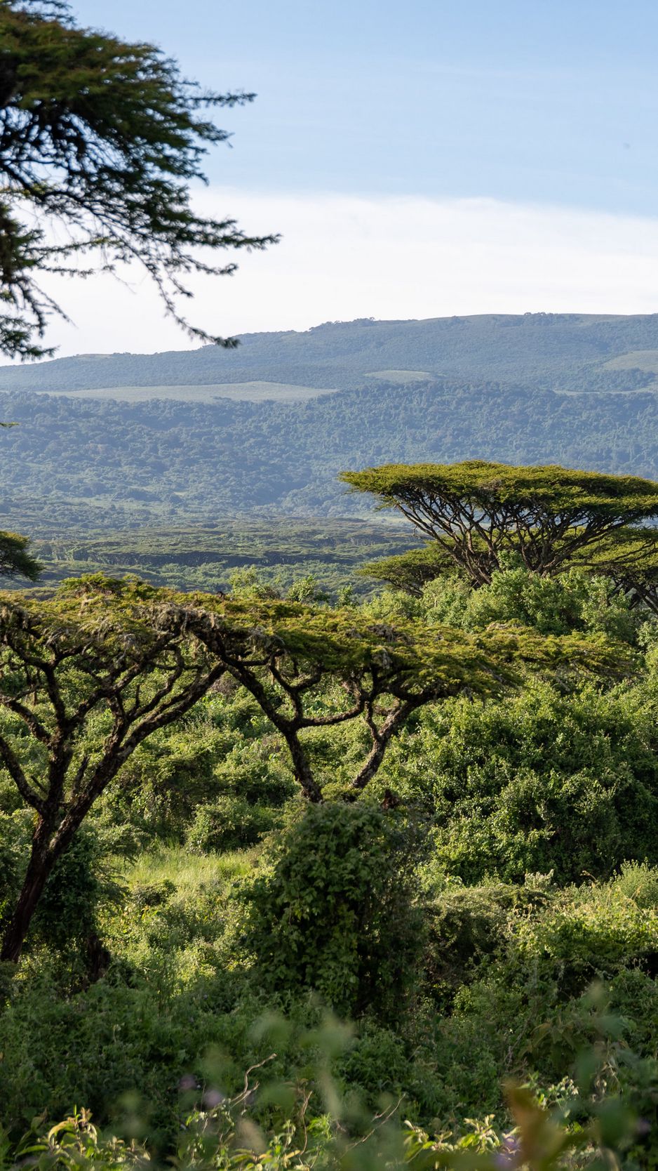 Với những hình nền Safari bushes đầy màu sắc tươi trẻ, bạn sẽ có cảm giác như đang đắm mình vào một thế giới đầy mơ mộng và thư thái. Hãy cùng tham quan những khoảnh khắc đó và tận hưởng những giây phút thư giãn ngay lập tức.