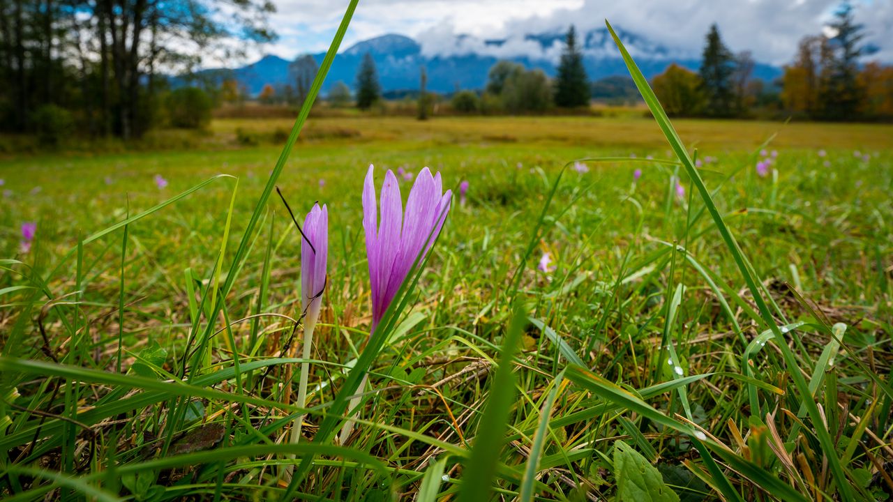 Wallpaper saffron, flower, grass, meadow