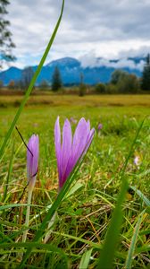 Preview wallpaper saffron, flower, grass, meadow