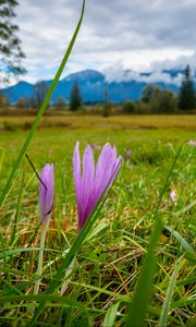 Preview wallpaper saffron, flower, grass, meadow