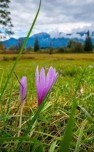 Preview wallpaper saffron, flower, grass, meadow