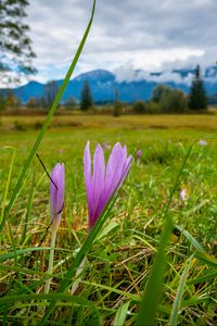 Preview wallpaper saffron, flower, grass, meadow