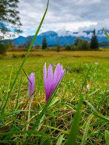 Preview wallpaper saffron, flower, grass, meadow