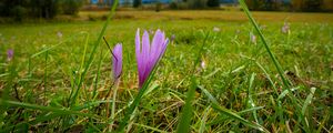 Preview wallpaper saffron, flower, grass, meadow