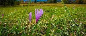 Preview wallpaper saffron, flower, grass, meadow