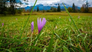 Preview wallpaper saffron, flower, grass, meadow