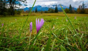 Preview wallpaper saffron, flower, grass, meadow