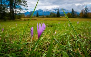 Preview wallpaper saffron, flower, grass, meadow