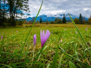 Preview wallpaper saffron, flower, grass, meadow