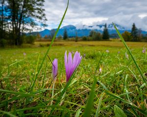 Preview wallpaper saffron, flower, grass, meadow