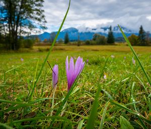 Preview wallpaper saffron, flower, grass, meadow