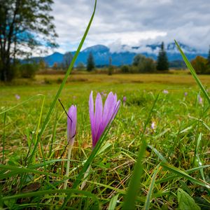 Preview wallpaper saffron, flower, grass, meadow